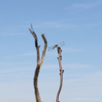 /album/macro/frida-dumont-img-2809-jpg/